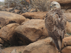 Long-legged Buzzard, 棕尾鵟, Buteo rufinus-gallery-