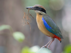 Mangrove Pitta, 红树八色鸫, Pitta megarhyncha-gallery-