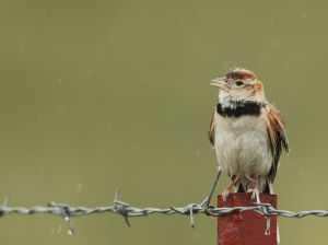 Mongolian Lark, 蒙古百灵, Melanocorypha mongolica-gallery-