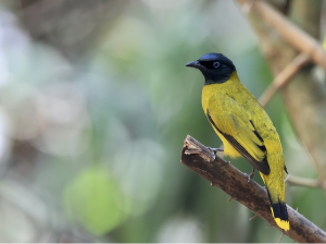 Black-headed Bulbul, 黑头鹎, Brachypodius melanocephalos-gallery-