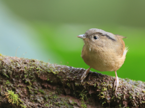 Brown-cheeked Fulvetta, 褐脸雀鹛, Alcippe poioicephala-gallery-