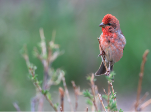 Common Rosefinch, 普通朱雀, Carpodacus erythrinus-gallery-