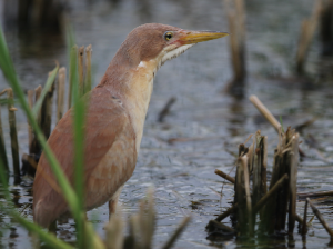 Cinnamon Bittern, 栗苇鳽, Ixobrychus cinnamomeus-gallery-