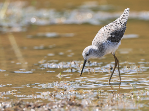 Marsh Sandpiper, 泽鹬, Tringa stagnatilis-gallery-