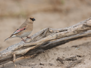 Desert Finch, 巨嘴沙雀, Rhodospiza obsoleta-gallery-