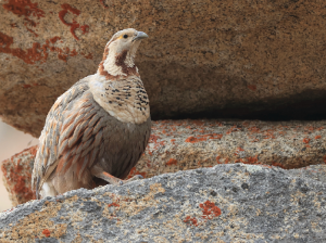 Himalayan Snowcock, 暗腹雪鸡, Tetraogallus himalayensis-gallery-