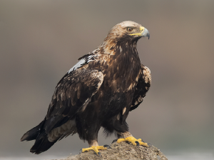 Eastern Imperial Eagle, 白肩雕, Aquila heliaca-gallery-