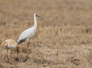 Siberian Crane, 白鹤, Leucogeranus leucogeranus-gallery-