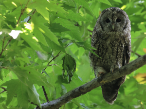 Tawny Owl, 黄褐林鸮, Strix aluco-gallery-