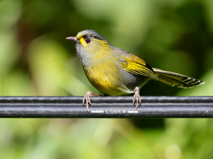 Steere’s Liocichla, 黄胸薮鹛, Liocichla steerii-gallery-