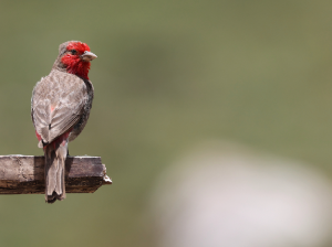 Red-fronted Rosefinch, 红胸朱雀, Carpodacus puniceus-gallery-