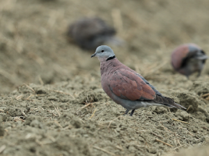 Red Collared Dove, 火斑鸠, Streptopelia tranquebarica-gallery-