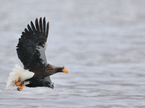 Steller’s Sea Eagle, 虎头海雕, Haliaeetus pelagicus-gallery-