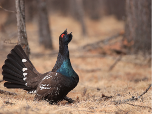 Black-billed Capercaillie, 黑嘴松鸡, Tetrao urogalloides-gallery-