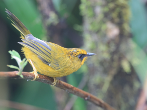 Golden Babbler, 金头穗鹛, Stachyridopsis chrysaea-gallery-