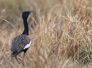 Bengal Florican, 南亚鸨, Houbaropsis bengalensis-gallery-