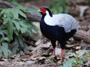 Silver Pheasant, 白鹇, Lophura nycthemera-gallery-