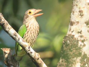 Lineated Barbet, 斑头绿拟啄木鸟, Psilopogon lineatus-gallery-