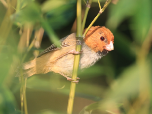 Short-tailed Parrotbill, 短尾鸦雀, Neosuthora davidiana-gallery-