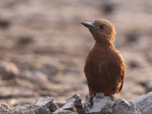 Rufous Woodpecker, 栗啄木鸟, Micropternus brachyurus-gallery-