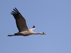 Common Crane, 灰鹤, Grus grus-gallery-