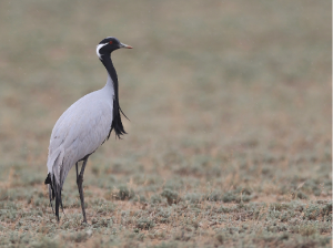 Demoiselle Crane, 蓑羽鹤, Grus virgo-gallery-