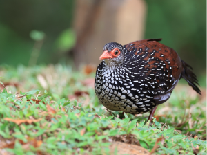 Sri Lankan Spurfowl, 斯里兰卡鸡鹑, Galloperdix bicalcarata-gallery-