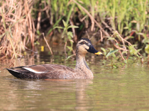 Indian Spot-billed Duck, 印缅斑嘴鸭, Anas poecilorhyncha-gallery-