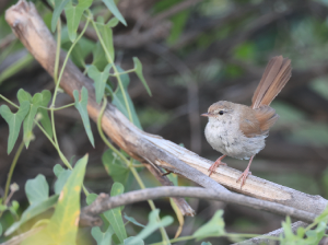 Cetti’s Warbler, 宽尾树莺, Cettia cetti-gallery-