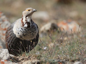 Himalayan Snowcock, 暗腹雪鸡, Tetraogallus himalayensis-gallery-