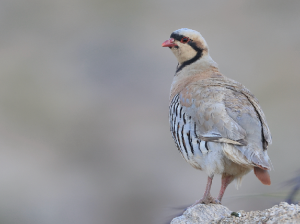 Chukar Partridge, 石鸡, Alectoris chukar-gallery-