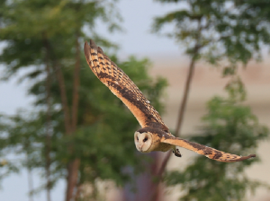 Eastern Grass Owl, 草鸮, Tyto longimembris-gallery-