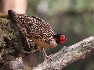 Cabot’s Tragopan, 黄腹角雉, Tragopan caboti-gallery-