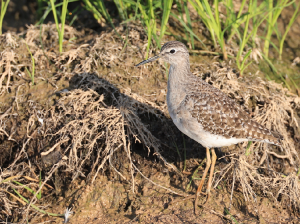 Wood Sandpiper, 林鹬, Tringa glareola-gallery-