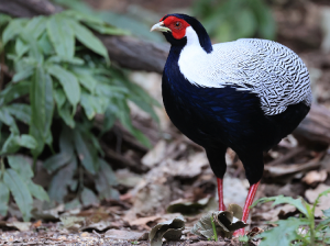 Silver Pheasant, 白鹇, Lophura nycthemera-gallery-