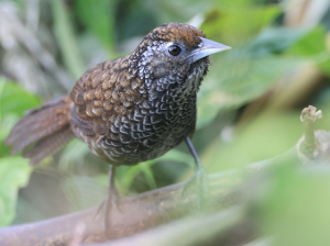 Cachar Wedge-billed Babbler, 楔嘴鹩鹛, Stachyris roberti-gallery-