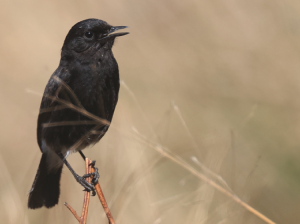 Pied Bush Chat, 白斑黑石?, Saxicola caprata-gallery-