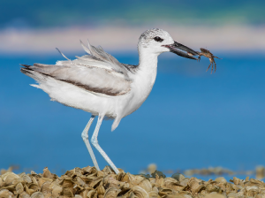 Crab Plover, 蟹鸻, Dromas ardeola-gallery-