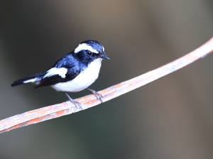 Little Pied Flycatcher, 小斑姬鹟, Ficedula westermanni-gallery-