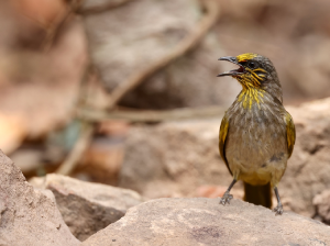 Stripe-throated Bulbul, 纹喉鹎, Pycnonotus finlaysoni-gallery-