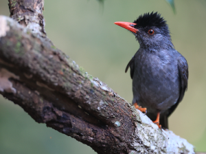 Black Drongo, 黑卷尾, Dicrurus macrocercus-gallery-