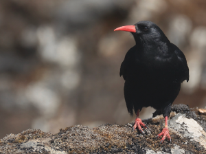 Red-billed Chough, 红嘴山鸦, Pyrrhocorax pyrrhocorax-gallery-