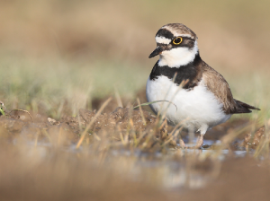 Little Ringed Plover, 金眶鸻, Charadrius dubius-gallery-