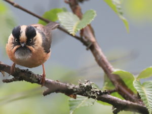 Rufous-fronted Bushtit, 棕额长尾山雀, Aegithalos iouschistos-gallery-