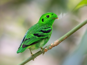 Green Broadbill, 绿阔嘴鸟, Calyptomena viridis-gallery-