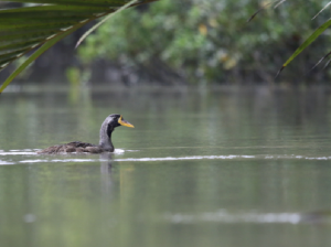 Masked Finfoot, 亚洲鳍趾鷉, Heliopais personatus-gallery-