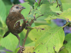 Bhutan Laughingthrush, 丽星噪鹛, Trochalopteron imbricatum-gallery-