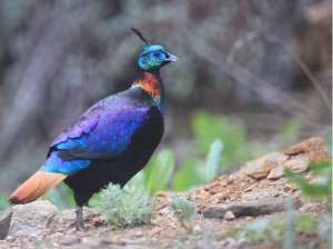 Himalayan Monal, 棕尾虹雉, Lophophorus impejanus-gallery-