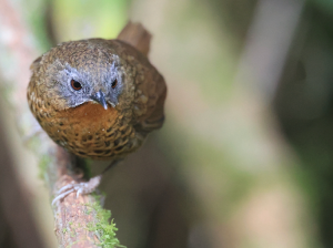 Rufous-throated Wren-Babbler, 短尾鹩鹛, Spelaeornis caudatus-gallery-