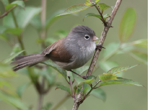 Grey-hooded Parrotbill, 暗色鸦雀, Sinosuthora zappeyi-gallery-